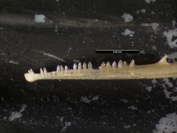 Media type: image;   Herpetology R-83660